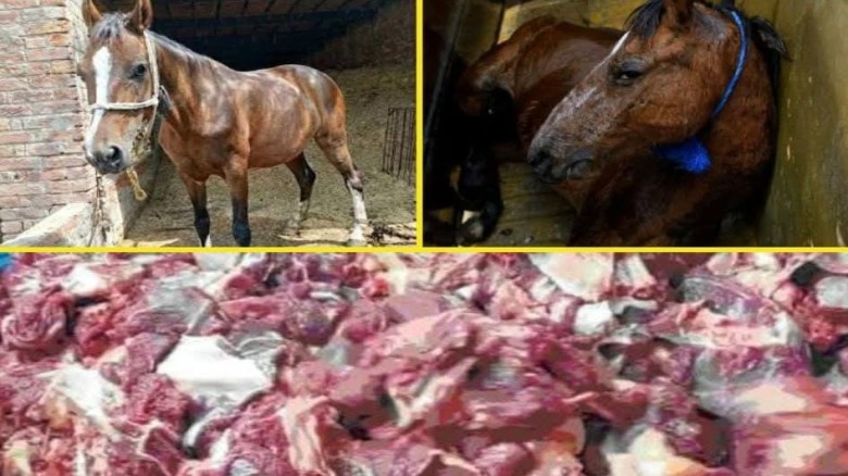 গভীর রাতে ঘোড়া জবাই করে মাংস সাভার ও আশুলিয়ার হোটেলে সরবরাহ, তদন্ত শুরু